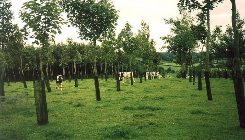 Dairy Followers in 7 year old silvopasture, Loughgall, Co.Armagh, Northern Ireland