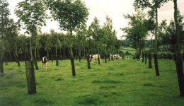 Dairy Followers in 7 year old silvopasture, Loughgall, Co.Armagh, Northern Ireland Dairy Followers in 7 year old silvopasture, Loughgall, Co.Armagh, Northern Ireland