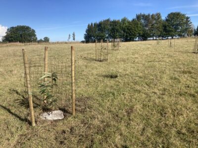 Sweet chestnut has become popular in new Agroforestry systems although not commonly eaten in Denmark. The species has potential as processed products in the transition to a plant-based diet, which is currently being debated in Denmark. Here the trees are fenced individually in a silvopastoral system with sheep grazing. @Julie Rohde Birk