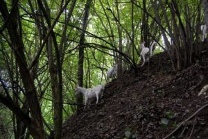 Poland EURAF 10 goats_in_gulllies_fotzebykozka