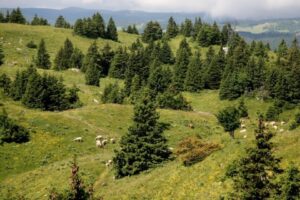 Poland EURAF 14 sheep_transhumance_system_photuknown