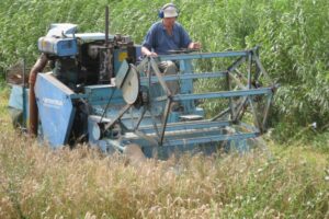Martin on the plot combine harvesting cereals in the willow Short Rotation Coppice, Wakelyns Agroforestry