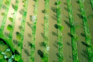 Mixed timber and apple silvoarable system, Wakelyns Agroforestry