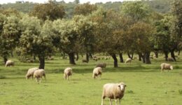 A typical dehesa with holm oak and sheep in Abadía, Cáceres A typical dehesa with holm oak and sheep in Abadía, Cáceres