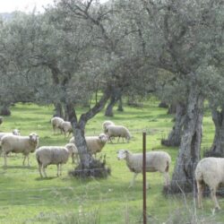 Sheep grazing in an olive tree orchard in Mirabel, Cáceres