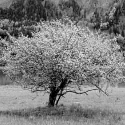 Copy of Defining forests and agroforests in the EU