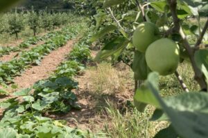 I.Frenzel_Obstbäume in Kombination mit Gemüseanbau