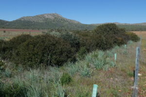 An enclosure of a hedgerow of the shrub Pistacia lentiscus and planted Phillyrea angustifolia (in the tree shelters)