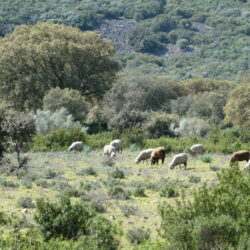 Shrubs play a crucial role in maintaining soil stability, promoting woodland regeneration, diversifying the landscape, providing wildlife habitat, and serving as a forage reserve during unfavorable years