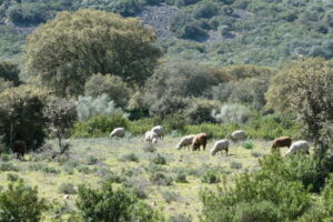 Shrubs play a crucial role in maintaining soil stability, promoting woodland regeneration, diversifying the landscape, providing wildlife habitat, and serving as a forage reserve during unfavorable years