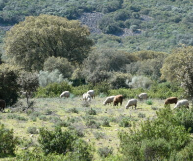 Shrubs play a crucial role in maintaining soil stability, promoting woodland regeneration, diversifying the landscape, providing wildlife habitat, and serving as a forage reserve during unfavorable years