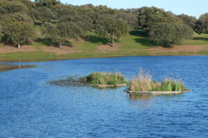 A pond with islands of vegetation in Dehesa de El Guijo. The aquatic plans have been planted on floating platforms made with natural cork (from the cork oaks). These platforms serve as shelter and nesting ground for aquatic birds.