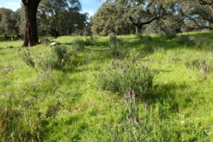 Aromatic plants (Lavander) planted in Dehesa de El Guijo. The flowers attract insect pollinators.