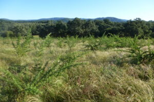 Hedgerows of the fodder shrub tagasaste (Chamaecytisus proliferus). Tagasaste is a multi-purpose species that provides feed and shelter for livestock, is used for soil conservation and provides bee forage.