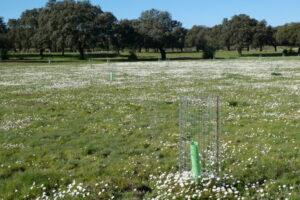 Scattered planting of mediterranean ash (Fraxinus angustifolia) on waterlogged soils in Dehesa Casablanca, Spain. Mediterranean ash provides nutritious green fodder at the end of summer as well as shade and shelter
