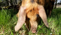 pig_eating_grass_-_lynbreck_croft