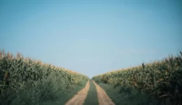 _image