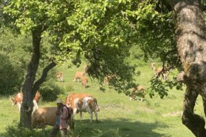 Cows, trees, and a farmer in the field
